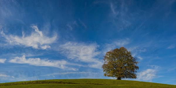 Common beech