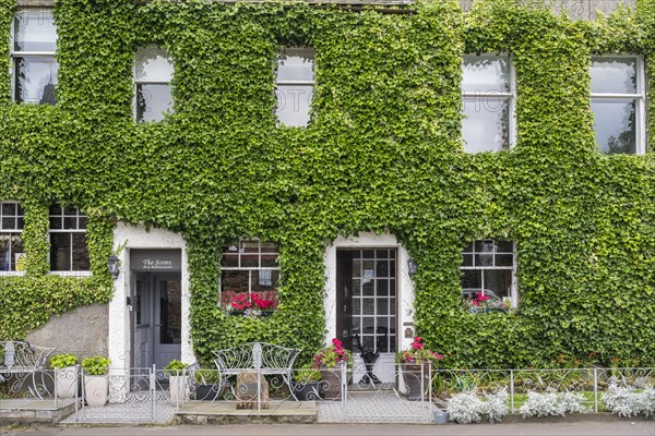 House facade overgrown with common ivy