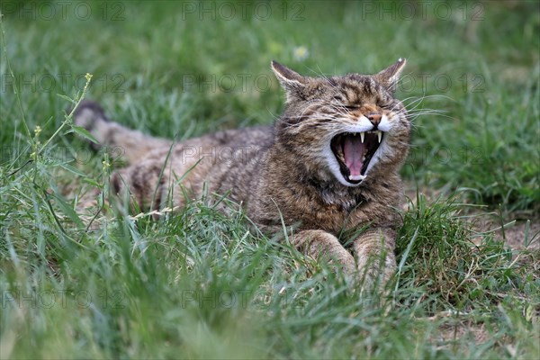 European wildcat