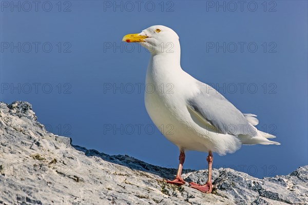 Beautiful Glaucous gull on a cliff in the arctic