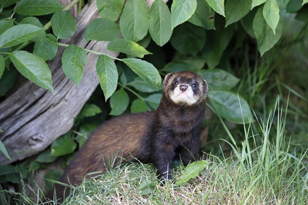 European polecat