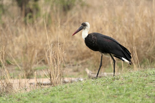 African Woolly-necked Stork