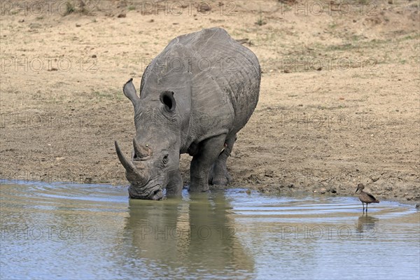 White rhinoceros