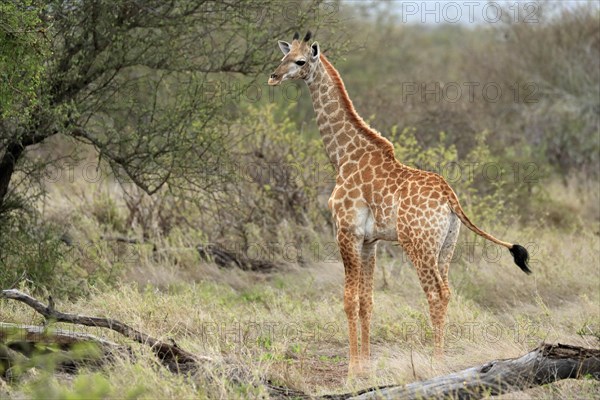 Southern giraffe