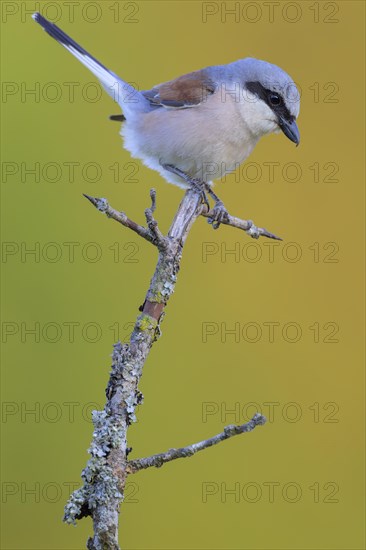 Red-backed Shrike