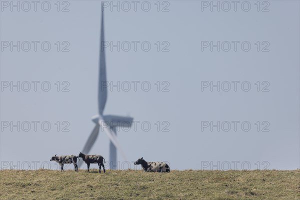 Sheep standing on a dike by the sea in front of a wind turbine for wind energy