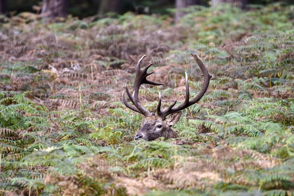 Red deer