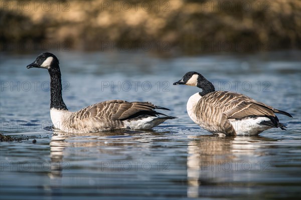 Canada Goose