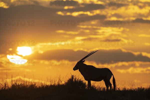 Gemsbok