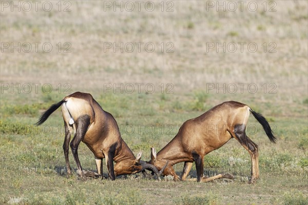 Red Hartebeest