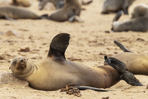 Cape Fur Seal