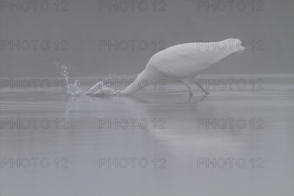 Great egret