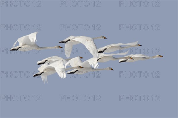 Whooper Swan