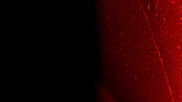 Abstract macro shot red peacock feather black backdrop