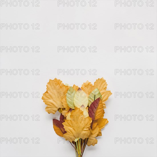 Bouquet autumn leaves white background