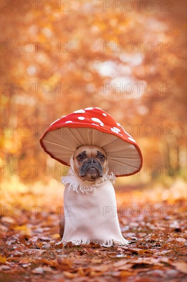 French Bulldog dog in funny unique fly agaric mushroom costume standing in orange autumn forest with copy space