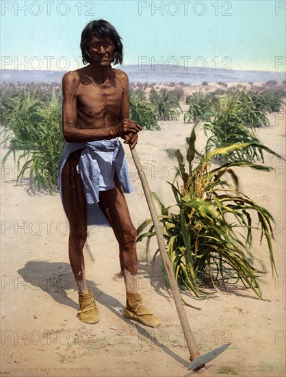 Man with a hoe in a sugar cane field