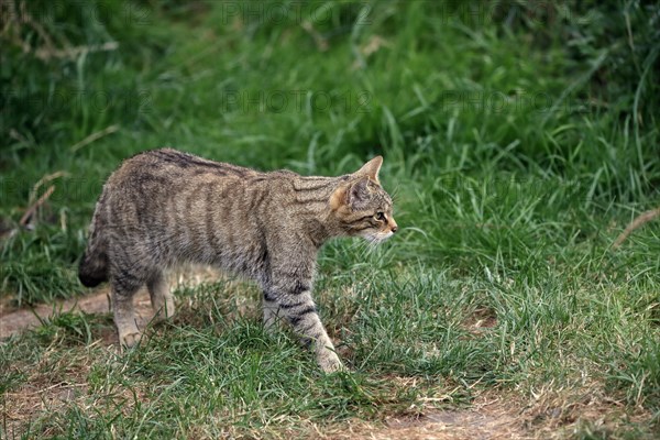 European wildcat