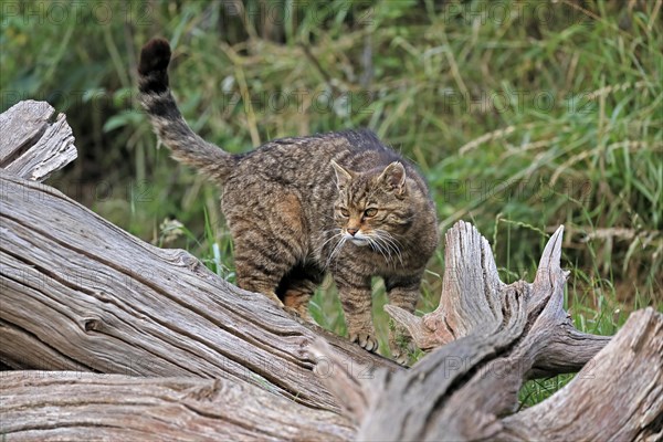 European wildcat