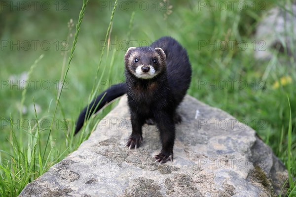 European polecat