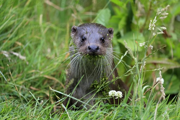 European otter