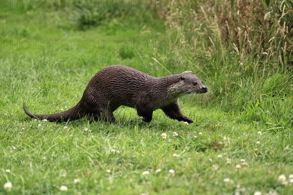 European otter