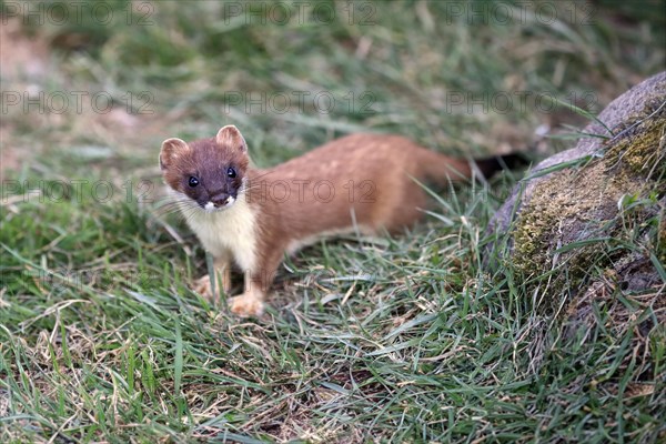 Ermine