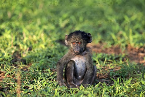 Bear baboon