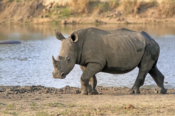 White rhinoceros