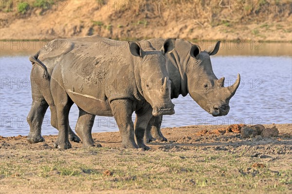 White rhinoceros