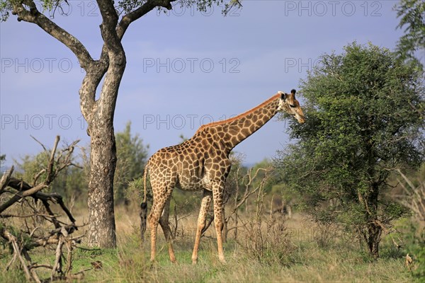 Southern giraffe