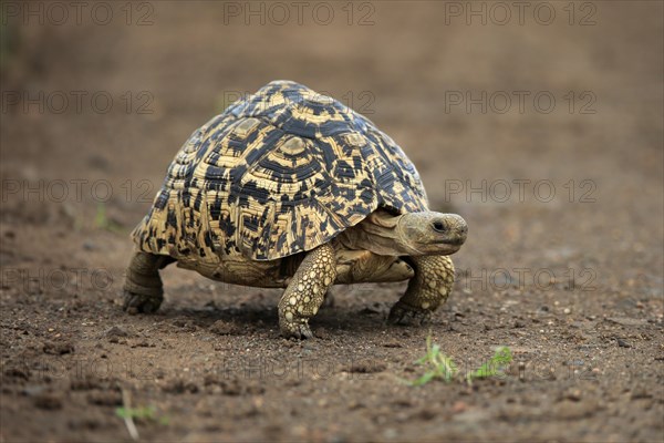 Leopard tortoise