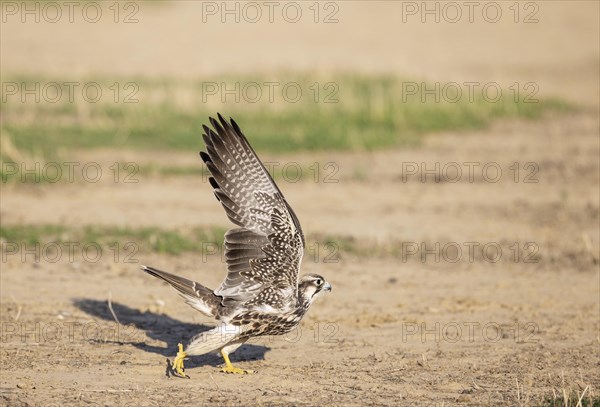 Lanner Falcon