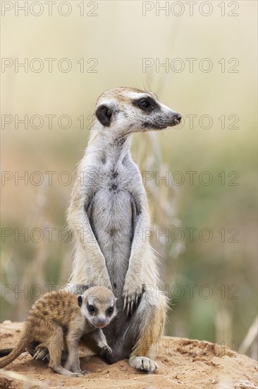 Suricate