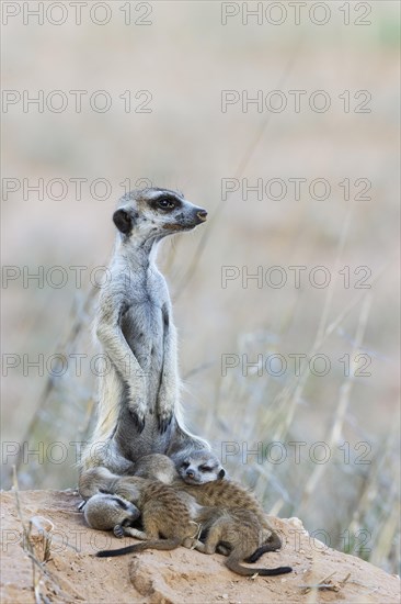 Suricate