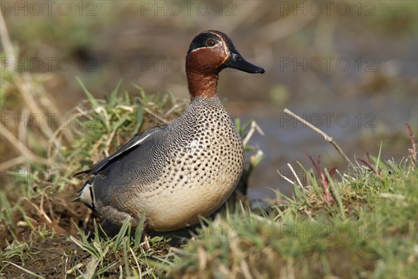 Eurasian teal