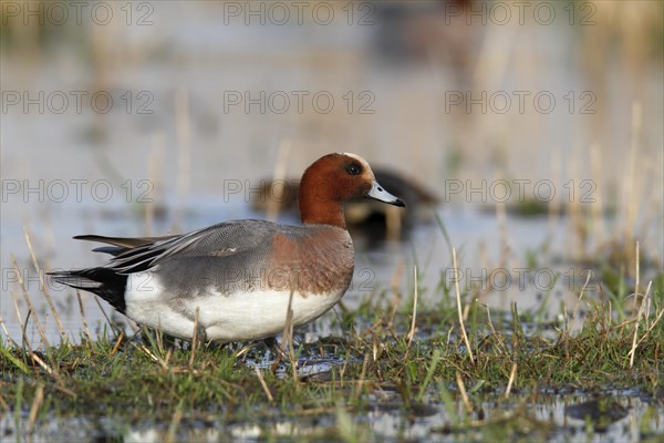 Eurasian wigeon