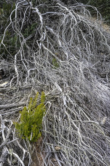 Dead shrub with a new green shoot