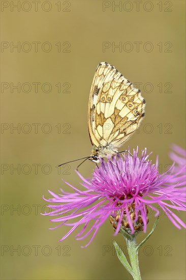 Marbled white