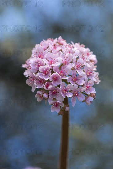 Shield leaf flower