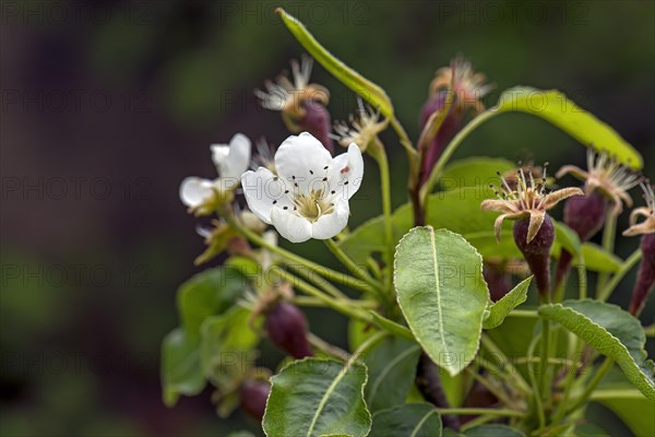 Blossom and young pears