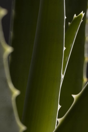 Beautiful macro aloe vera