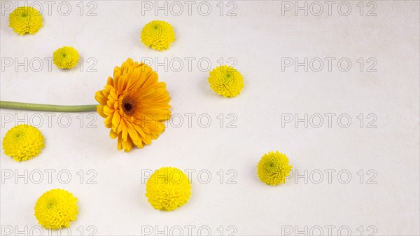 Fresh yellow flower buds wonderful bloom green stem