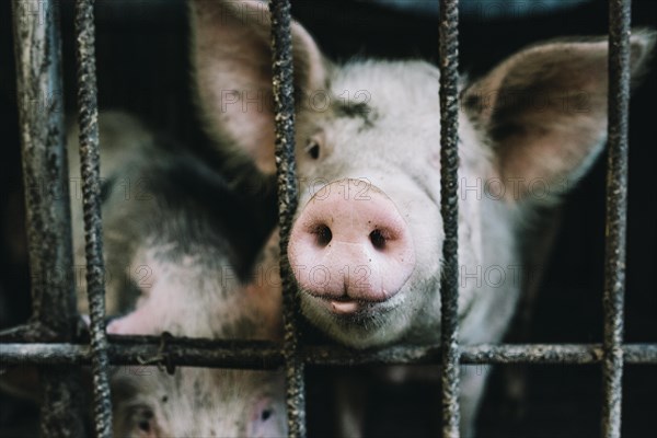 Small pink piglet nose peeking from metallic cage