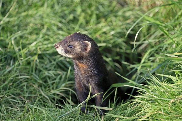 European polecat