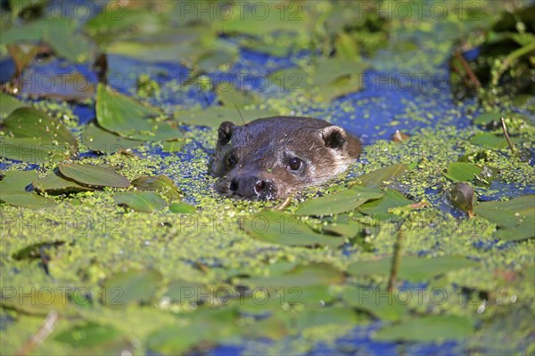 European otter