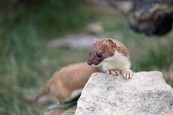 Ermine