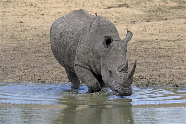 White rhinoceros