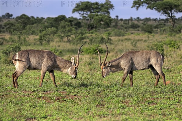 Ellipsen waterbuck