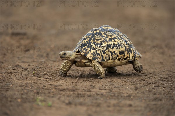 Leopard tortoise